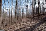 86.99 Acres Mincie Mountain - Photo 5
