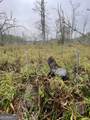 0 Buffalo Creek Road - Photo 41