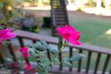 25 Magnolia Place Court - Photo 92