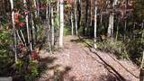 701 St Hwy 356 - Photo 16