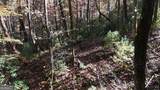 701 St Hwy 356 - Photo 29