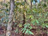 0 Mule Branch Road - Photo 14