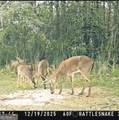 265 Jordan Meadow Lane - Photo 62