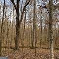 +/- 198 ACRES Dennis Creek Road - Photo 17