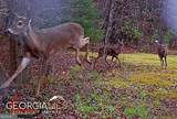1994 Camp Creek Road - Photo 88