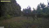 0 Jenkins Farm Road - Photo 66
