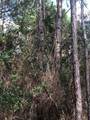 47 +/- ACRES Live Oak Lane - Photo 3