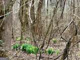 LOT#5, 11+ AC. Mcbride Road - Photo 6