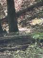 1225-1227 Oglethorpe Road - Photo 26