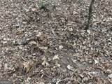 0 Gibson Road - Photo 9