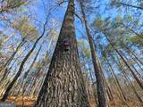 12 +/- Acres On George Green Rd. Tract B - Photo 13