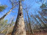 12 +/- Acres On George Green Rd. Tract B - Photo 7