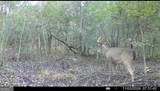 0 Jenkins Farm Road - Photo 12