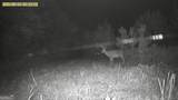 0 Jenkins Farm Road - Photo 48