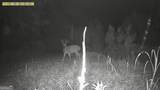 0 Jenkins Farm Road - Photo 8