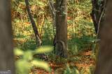 0 Hancock Mountain Trail - Photo 18