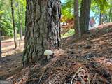 86 Back Trail - Photo 58