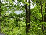 #28 Overlook Loop - Photo 16