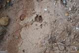 00004 Windridge Lane - Photo 16