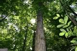 00008 Windridge Lane - Photo 12