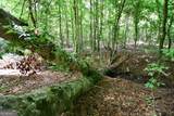 00008 Windridge Lane - Photo 4