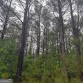 145 +/- ACRES George Smith Road - Photo 21