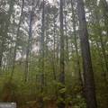 145 +/- ACRES George Smith Road - Photo 23