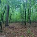 145 +/- ACRES George Smith Road - Photo 25