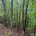 145 +/- ACRES George Smith Road - Photo 29