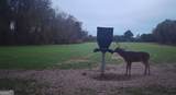 0 Neily Wagon Road - Photo 22