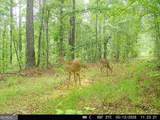 715 Fulsome Creek Road - Photo 23