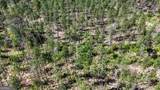 403 ACRES Youngs Farm Road - Photo 4