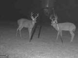 255 Frankie Lane - Photo 39