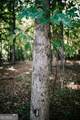 50 Bob White Road - Photo 15