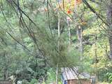 655 Mount Sequoyah Road - Photo 33