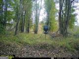 0 Nicholson-Carr Road - Photo 41