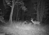 0 Nicholson-Carr Road - Photo 45