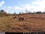 0 Nicholson-Carr Road - Photo 53