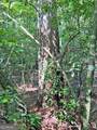 10.59AC T S Jarrard Road - Photo 7