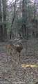 0 Blacks Bluff Road - Photo 19