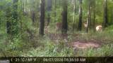 277 Pettigrew Road - Photo 51