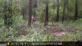 277 Pettigrew Road - Photo 55