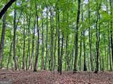 40.7AC Falling Pines Road - Photo 6