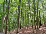 40.7AC Falling Pines Road - Photo 7