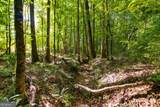 TRACT 7 Carlisle Gap Road - Photo 21