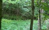 LOT 13 Preserve At Beach Mountain - Photo 14