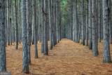 652 ACRES Ga Hwy 45 - Photo 15