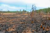 652 ACRES Ga Hwy 45 - Photo 18