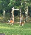 2150 Bobby Brown State Park Road - Photo 34