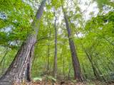 100 +/- Acres On Rambling Road - Photo 11